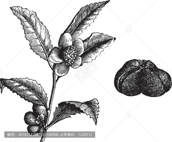 的（茶）或茶花；復(fù)古雕刻。