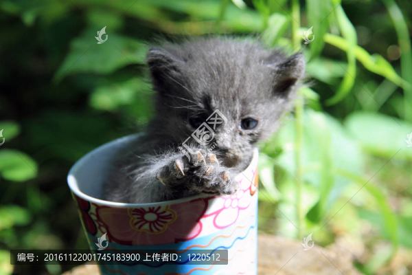 小貓。