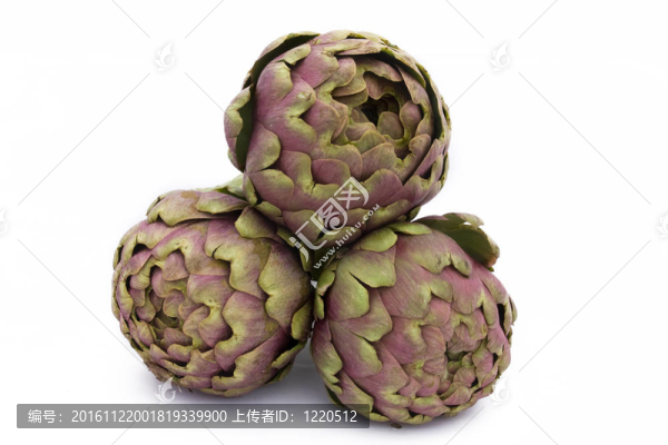 意大利洋薊