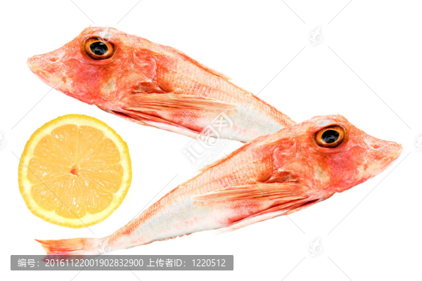gallinelle,di,Mare分離蘇sfondo比安科