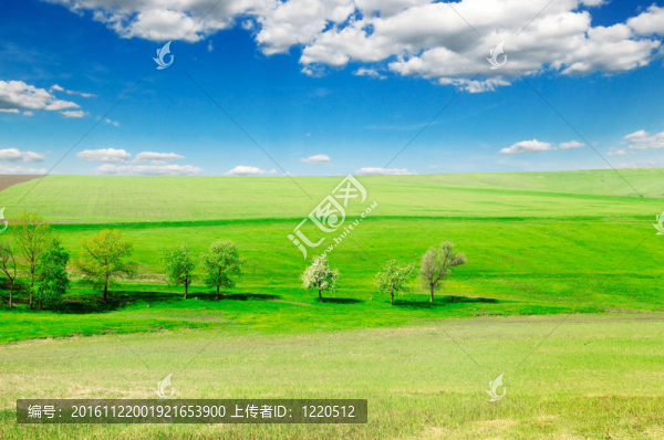 草地