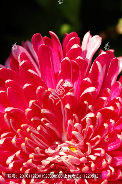 紅色的花