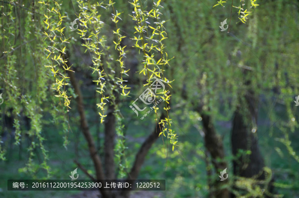 春天的早晨在公園里
