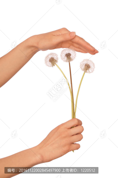 blowballs