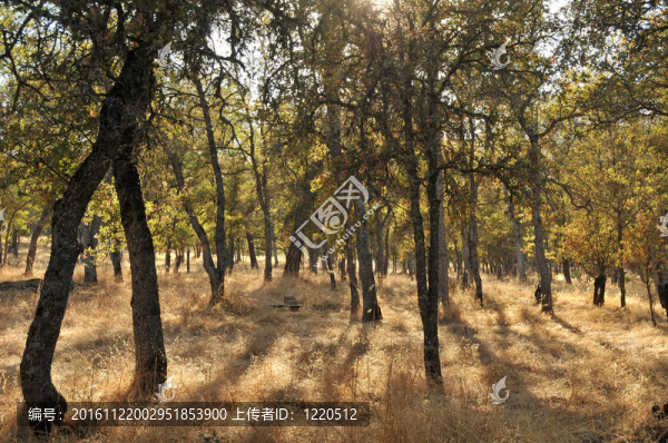 林Tree,Woods