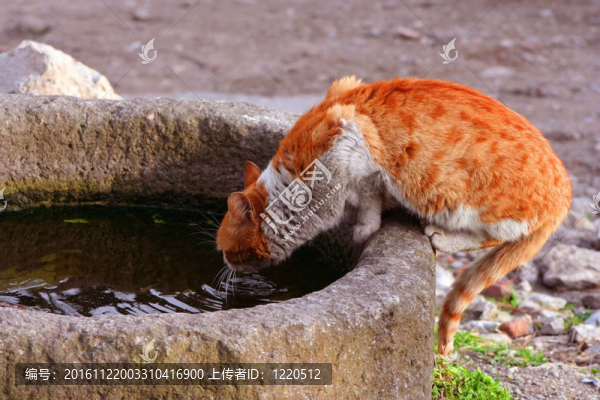 貓