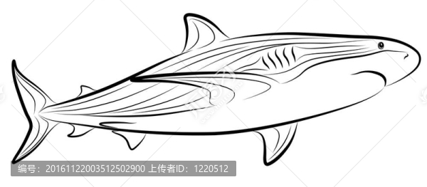 鯊魚