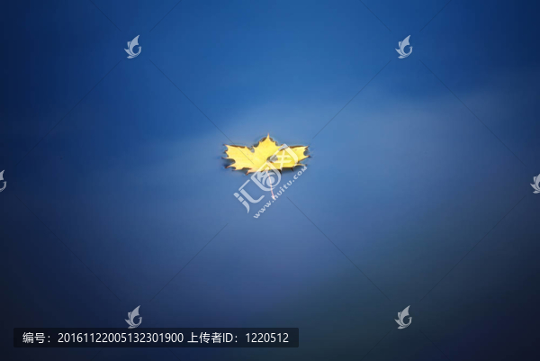 水上楓葉