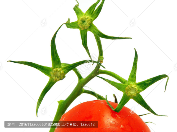 番茄