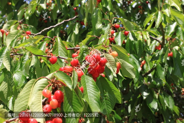櫻桃枝