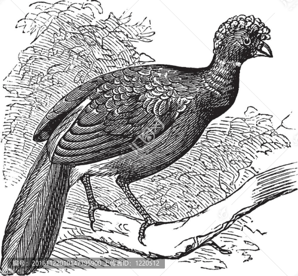 Black,Curassow和鳳冠雉復(fù)古雕刻