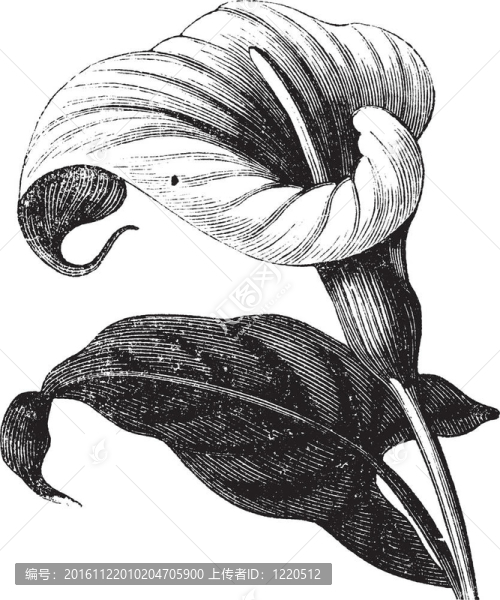 馬蹄蓮和Richardia,Africana；花；復(fù)古雕刻。