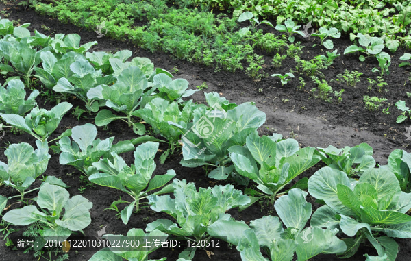 植物園
