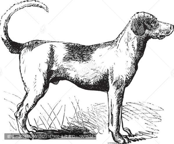 獵狐犬復古雕刻