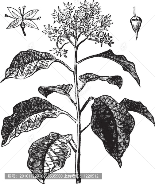寶塔山茱萸或互生葉山茱萸或榛木；復(fù)古雕刻