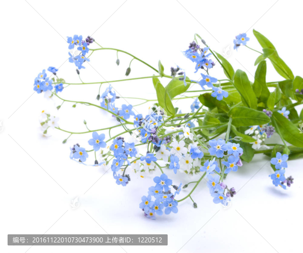 美麗的藍色的花