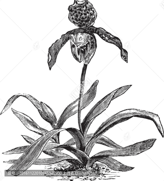 兜蘭蘭或Paphiopedilum,exul；復(fù)古雕刻