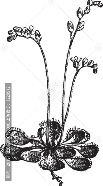 圓葉茅膏菜茅膏菜或或Drosera,rotundifolia；復古雕刻