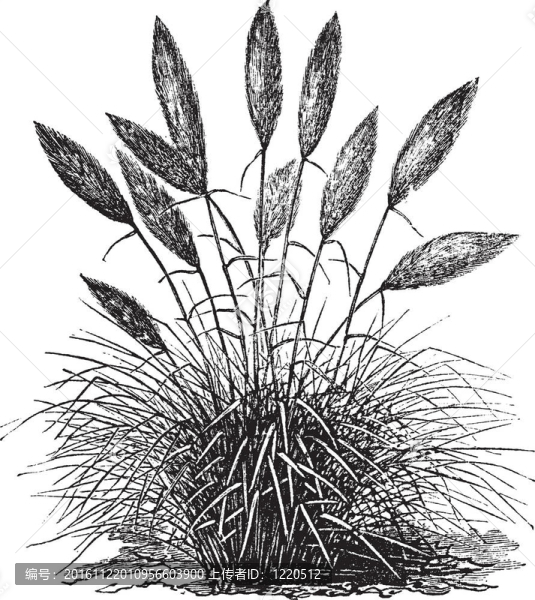 銀（Gynerium,argenteum）或Gynerium潘帕斯草復(fù)古雕刻