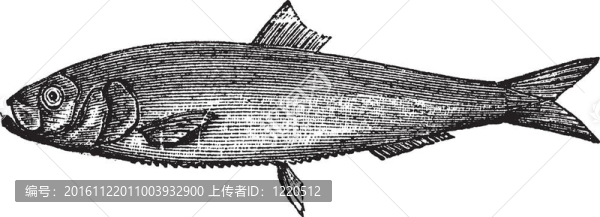 白鯡魚(yú)復(fù)古雕刻