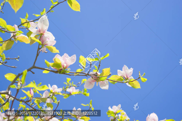 盛開(kāi)的玉蘭