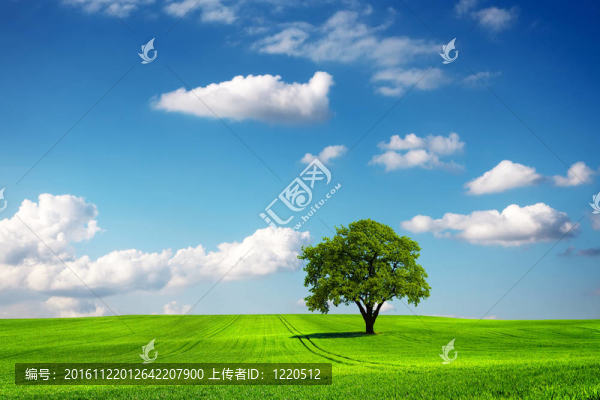 橡樹(shù)與生態(tài)景觀