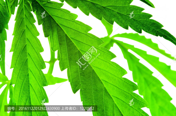 大麻