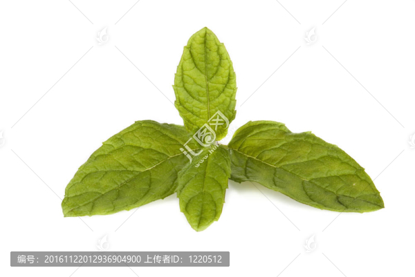 鮮薄荷葉