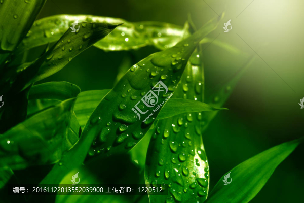 帶水滴的綠葉