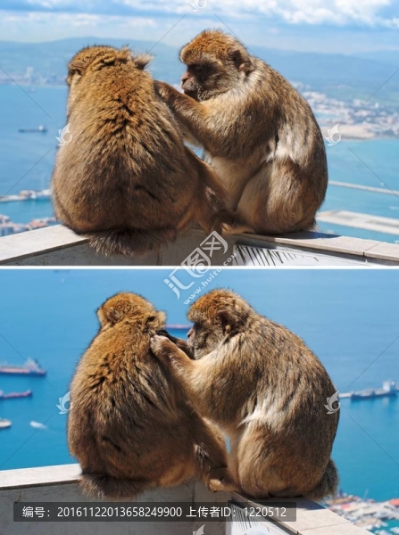 叟猴修飾另一個在直布羅陀