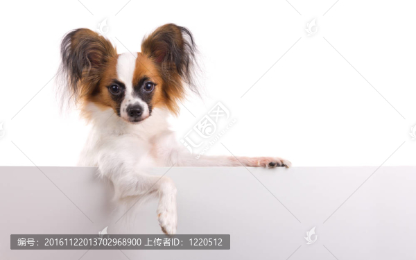 年輕的蝴蝶