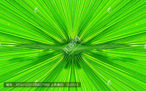 綠色棕櫚葉的細(xì)節(jié)