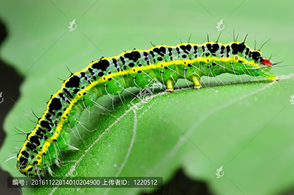 卡特彼勒在葉