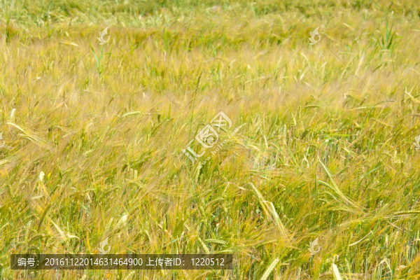 收獲前的小麥。夏天結(jié)束