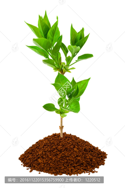 植物的土地