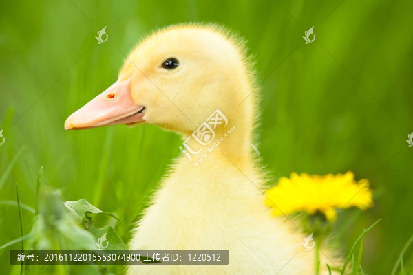 小鴨子
