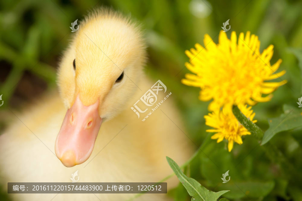 小鴨子