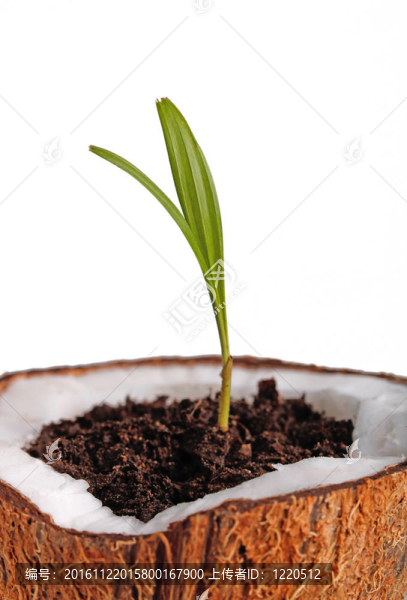 棕櫚樹苗