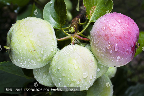 暴風(fēng)雨過后樹上生長著雨水的蘋果