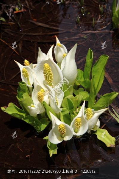 lysichiton,camtschatcense