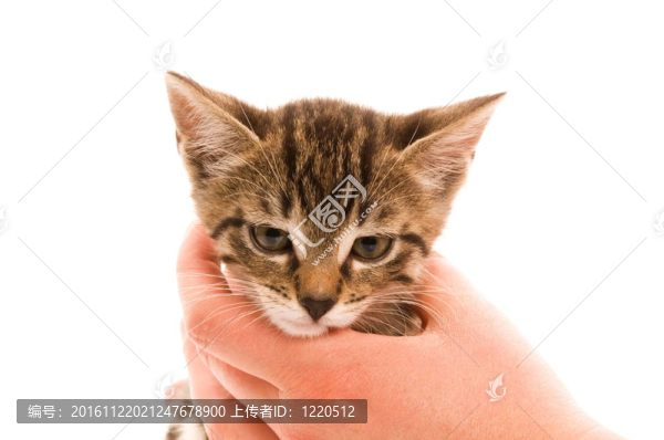 可愛(ài)的小貓?jiān)谂说氖稚? title=