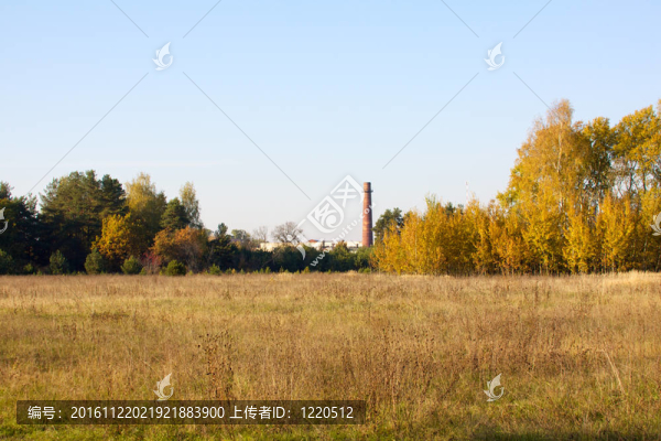 美麗的風(fēng)景。森林的邊緣