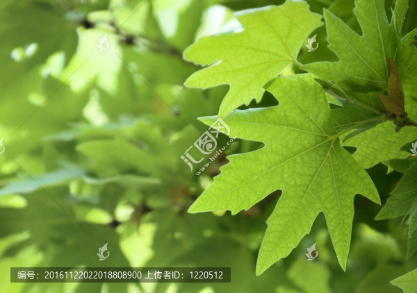 綠葉；淺焦點(diǎn)