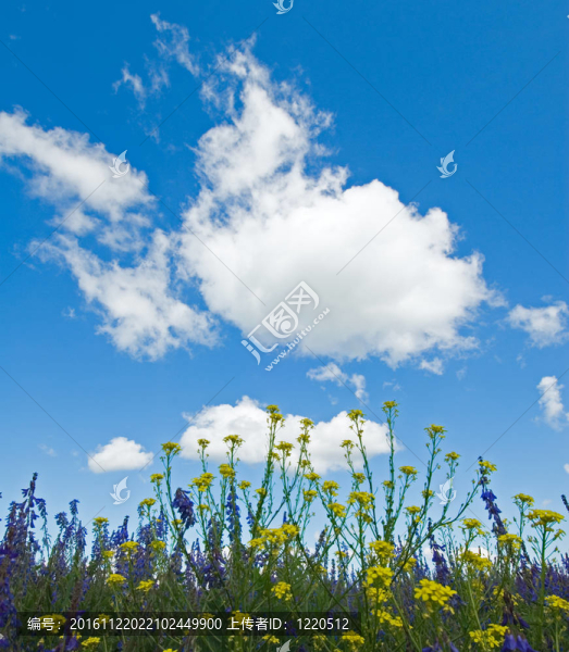 花開(kāi)背景；綠草與藍(lán)天