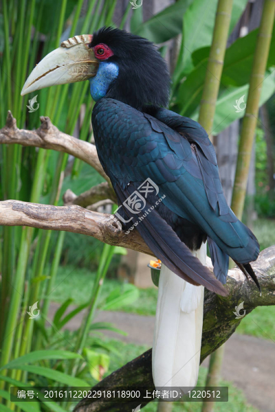 犀鳥