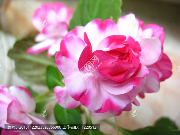 粉紅色的花
