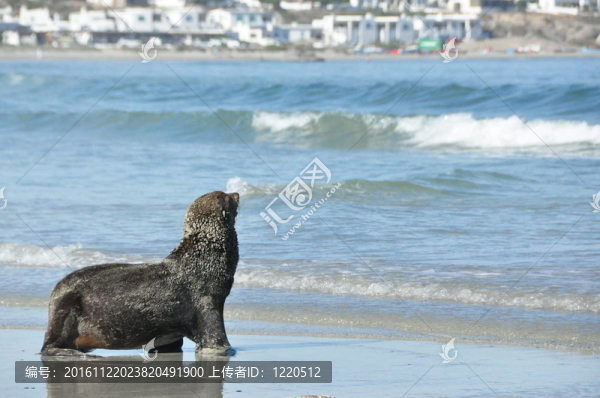 海灘上的海豹