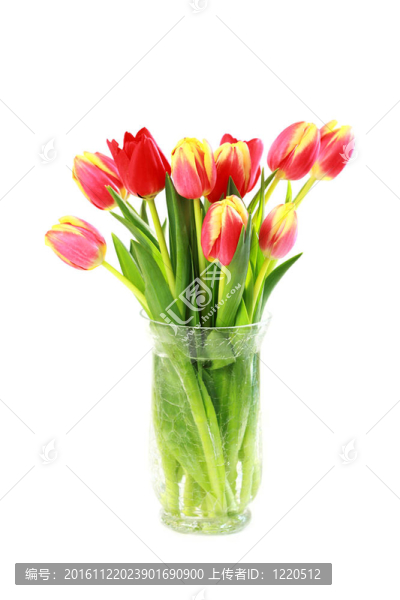 郁金香花瓶