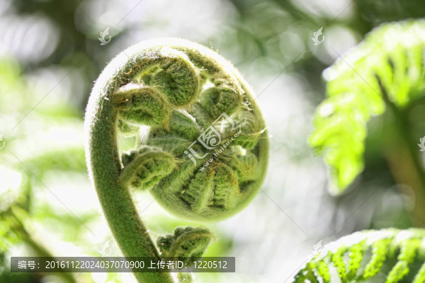 自然界中的一種蕨類植物