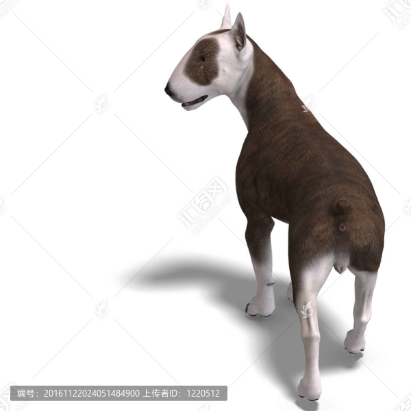 斗牛犬。3D渲染與剪輯路徑和陰影超過白色